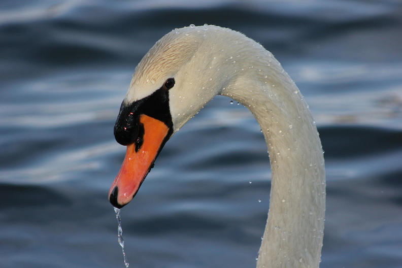 swan-175898_1920.jpg