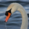 swan-175898 1920